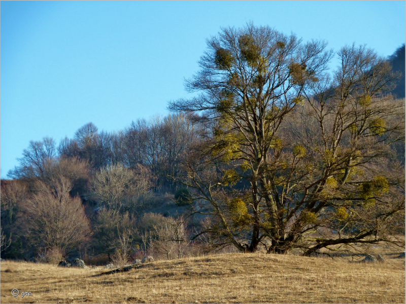 Vorfrühlingsgefühle