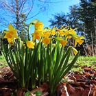 Vorfrühlingsgruß aus dem Garten