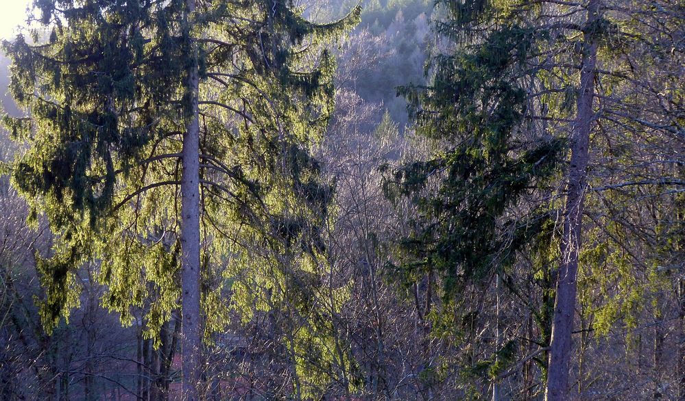 Vorfrühlingslicht