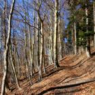 Vorfrühlingsspaziergang im Buchenwald