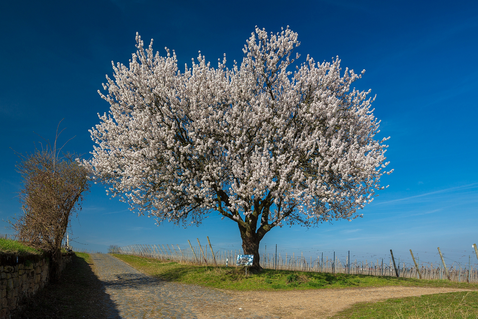 Vorfühling