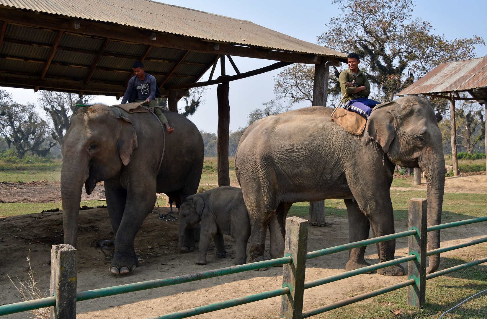 Vorführung im Elephant Breeding & Training Center im Chitwan Nationalpark