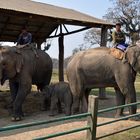 Vorführung im Elephant Breeding & Training Center im Chitwan Nationalpark