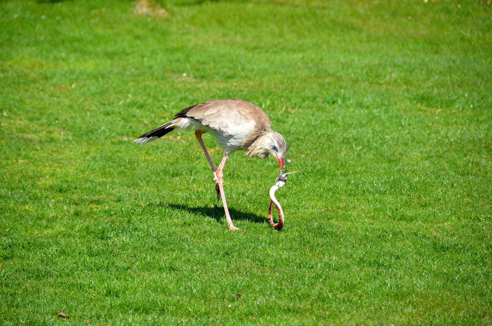 Vorführung im Vogelpark Marlow