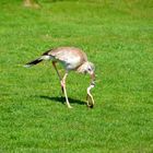 Vorführung im Vogelpark Marlow