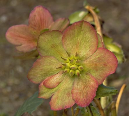 Rosen Bilder & Fotos