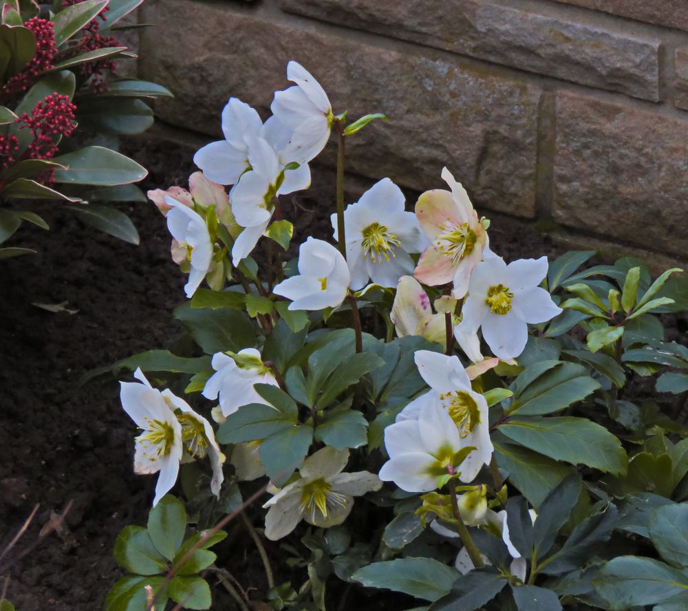 Helleborus/Nieswurz "Schnee"Christrosen, Foto & Bild