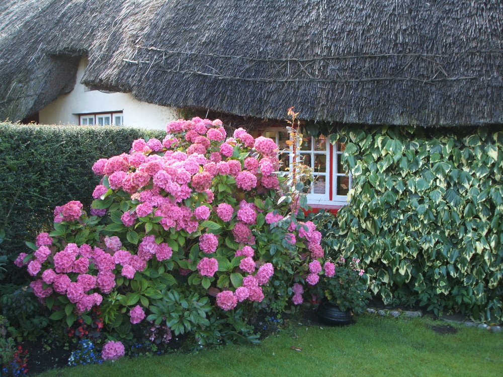 Vorgarten in Adare (Irland)