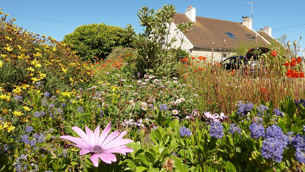 Vorgarten in Pleubian / Bretagne