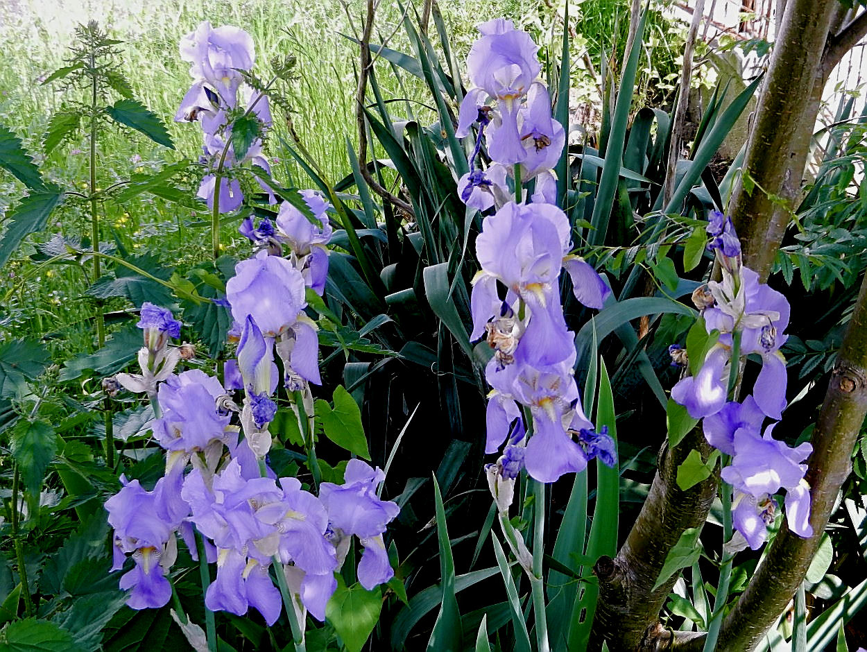 Vorgarten mit Irisblüten