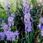 Vorgarten mit Irisblüten