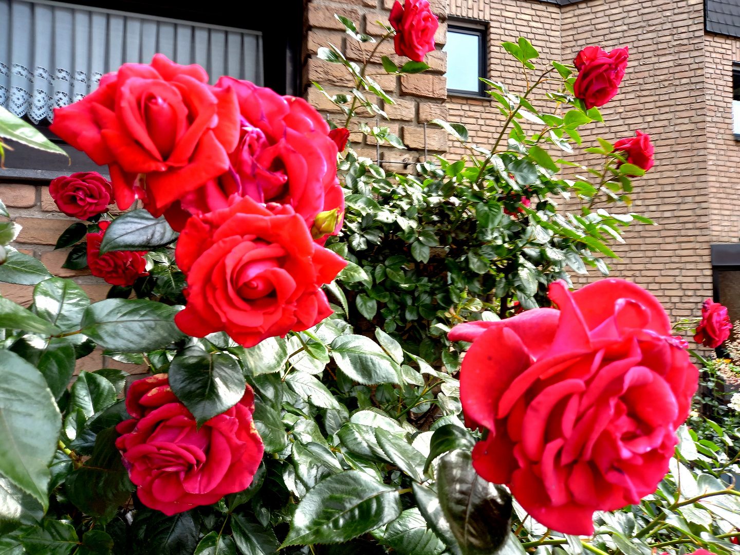 mit Rosengrüßen Foto & Bild pflanzen, pilze & flechten