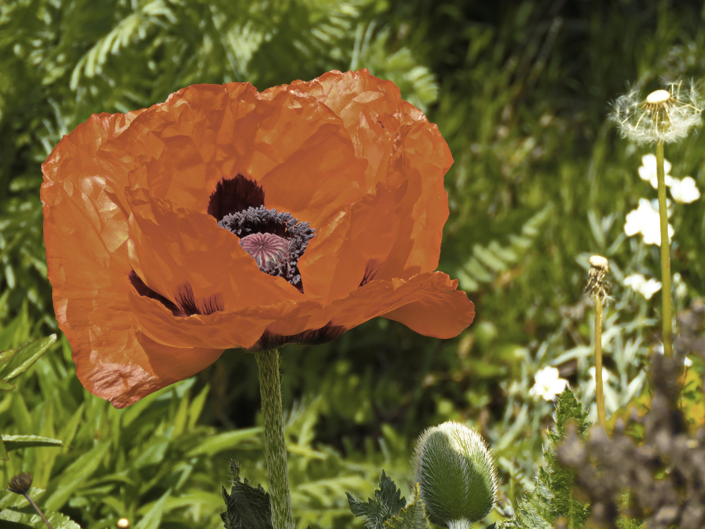 "Mohn" nur kurze schwache Foto & Bild