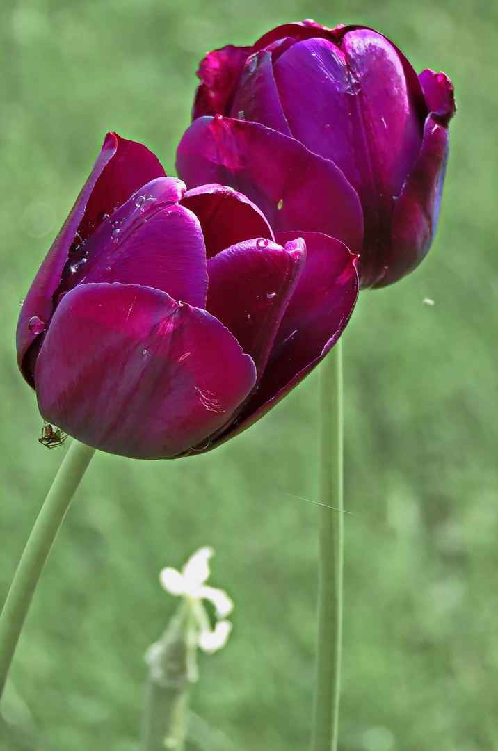 Tulpen Freitag kommt, Foto & Bild natur