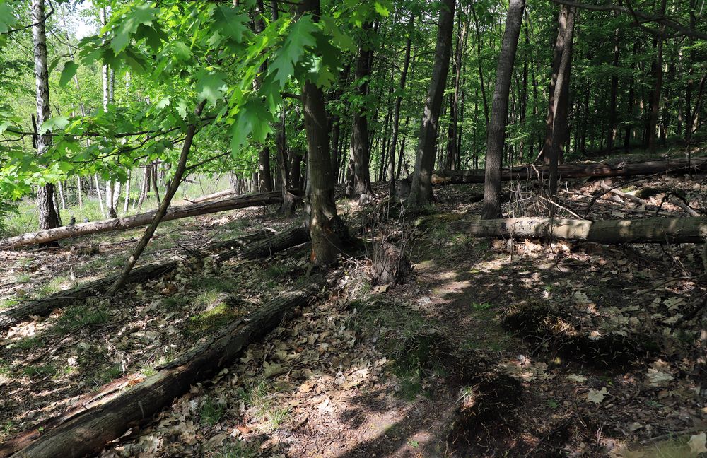 vorgartengestaltung Foto & Bild | deutschland, europe, brandenburg