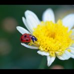 *Vorgefühl* (Der Frühling kommt bestimmt)