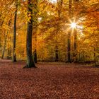 Vorgeschmack auf den bunten Herbst