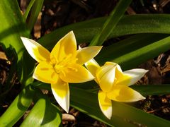 Vorgeschmack auf den Frühling**