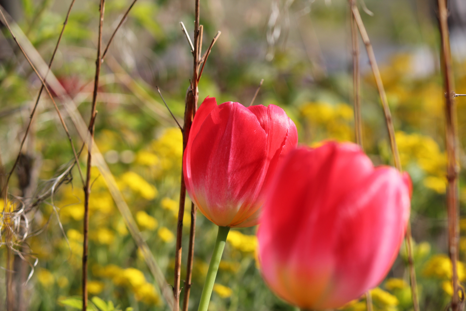 Vorgeschmack auf den Frühling