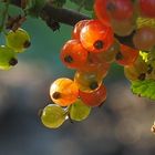 Vorgeschmack auf den Sommer