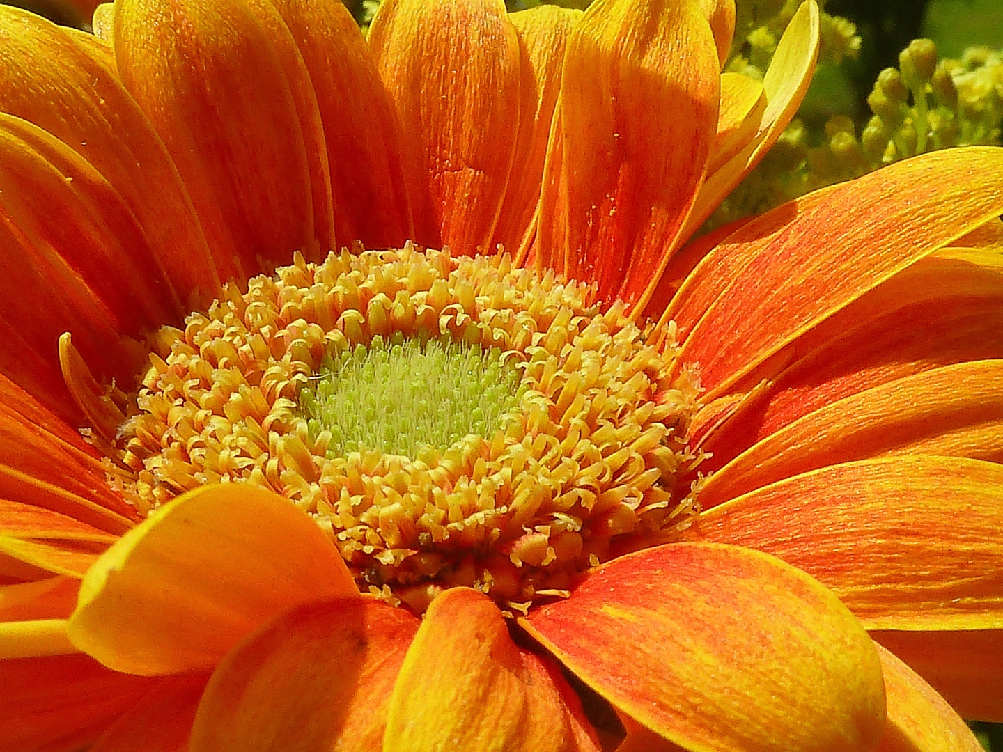 Vorgeschmack auf Frühling