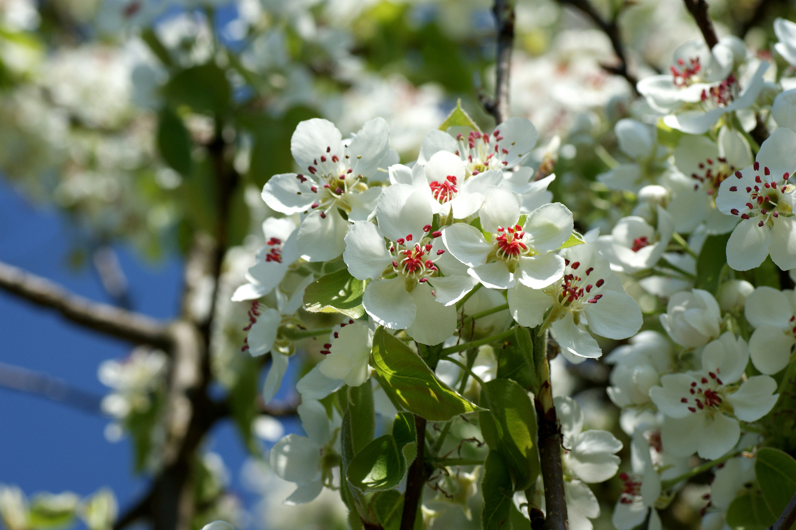 Vorgeschmack Kirschblüte