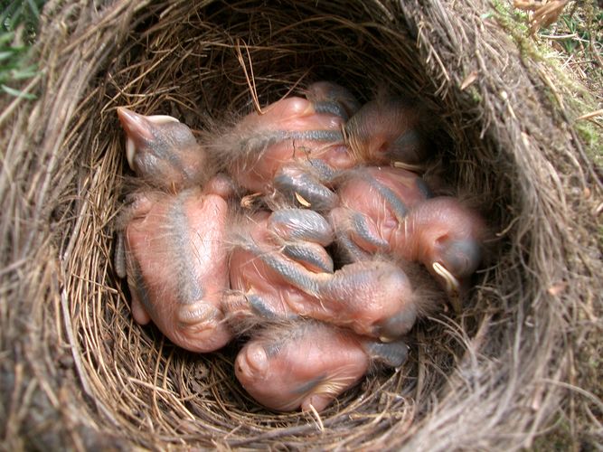 Vorgestern geschlüpft -------- Noch sind die Drosselkinder nackt und bloß.