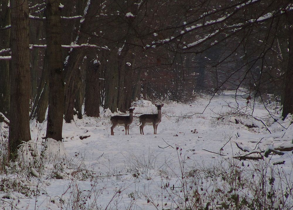 vorgestern im Wald