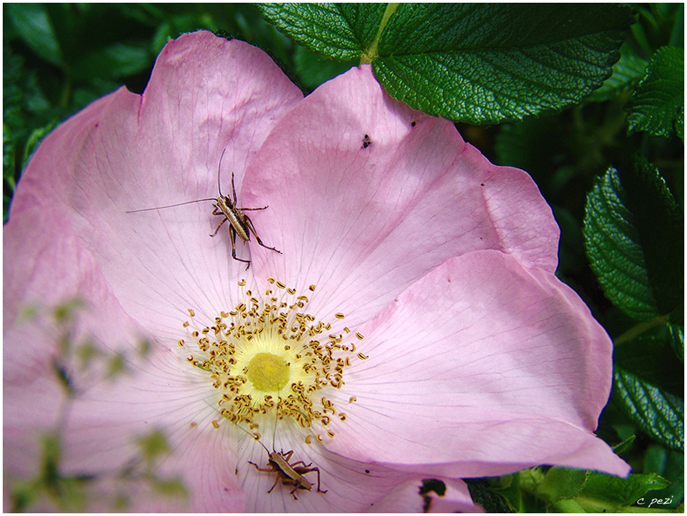 vorgezogene Sonntagsblumen....