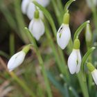 Vorgezogener Frühling-Testaufnahme für das neue Objektiv