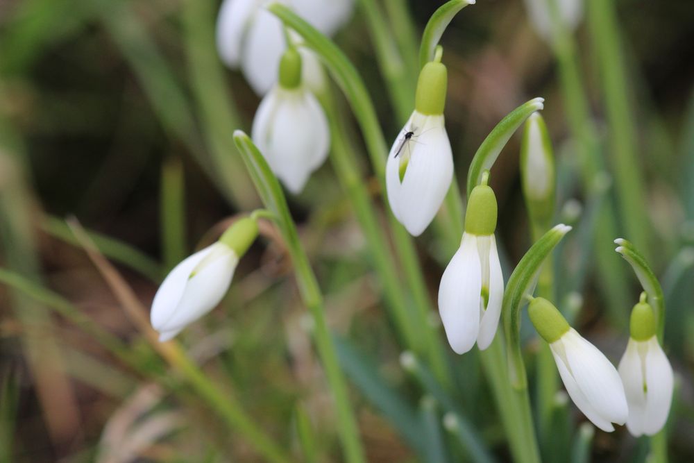 Vorgezogener Frühling-Testaufnahme für das neue Objektiv