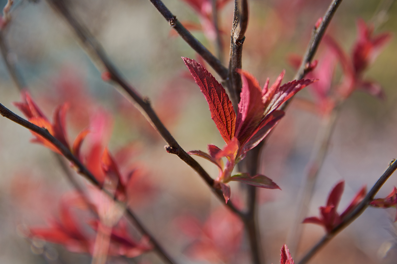 Vorglühen-Frühling 2017_1