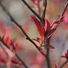 Vorglühen-Frühling 2017_1