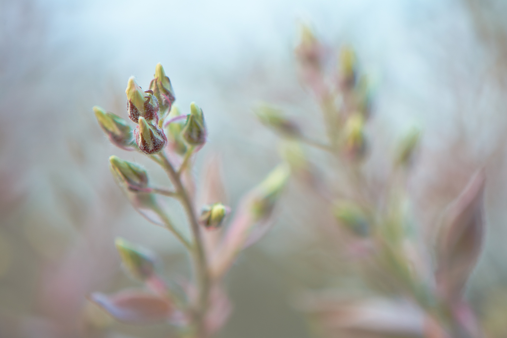 Vorglühen Frühling 2017_3