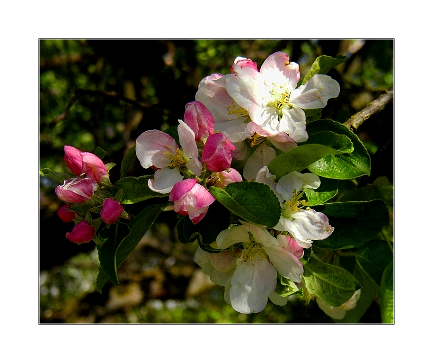 Vorgriff auf den Frühling