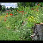 Vorgriff auf den Sommer