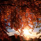 Vorhängt auf: Herbstblätter vs. Sonne