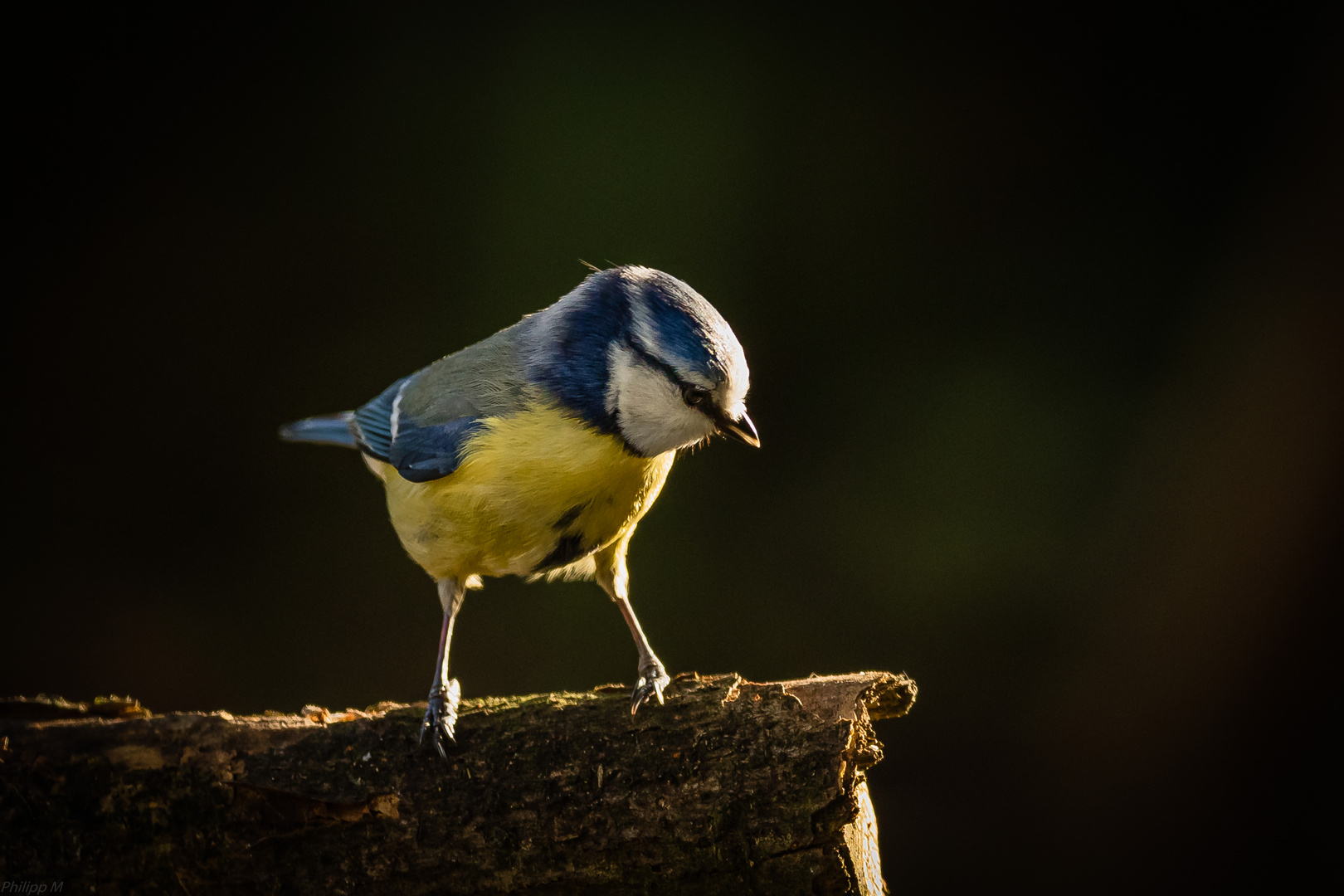 Vorhang auf, Lichtspot an, …