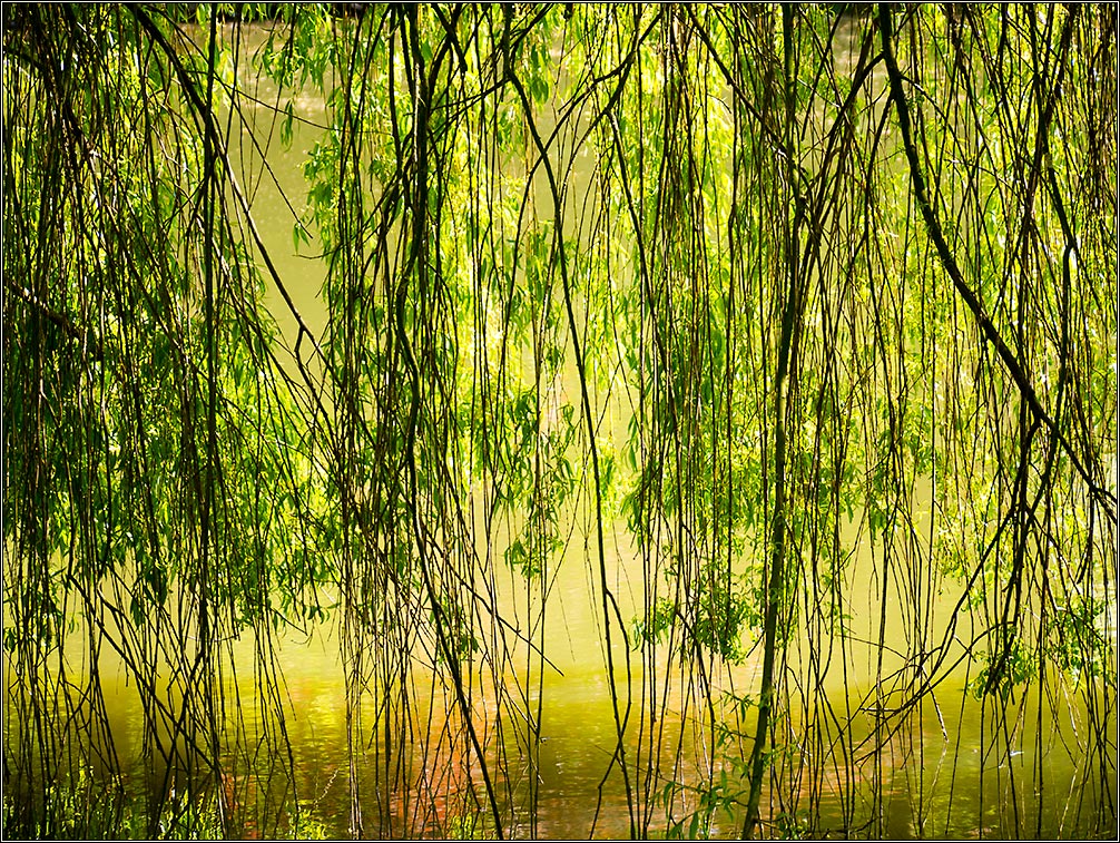 Vorhang zur Natur