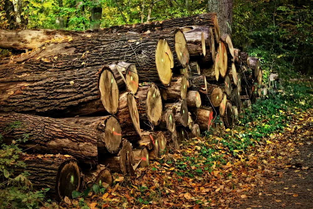 vorher im Wald