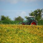 vorherbstliche arbeiten