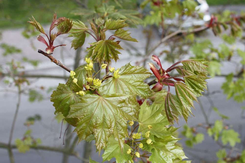 vorherbstliches Motiv aus dem Archiv