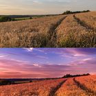 Vorher/Nachher vom Kornfeld