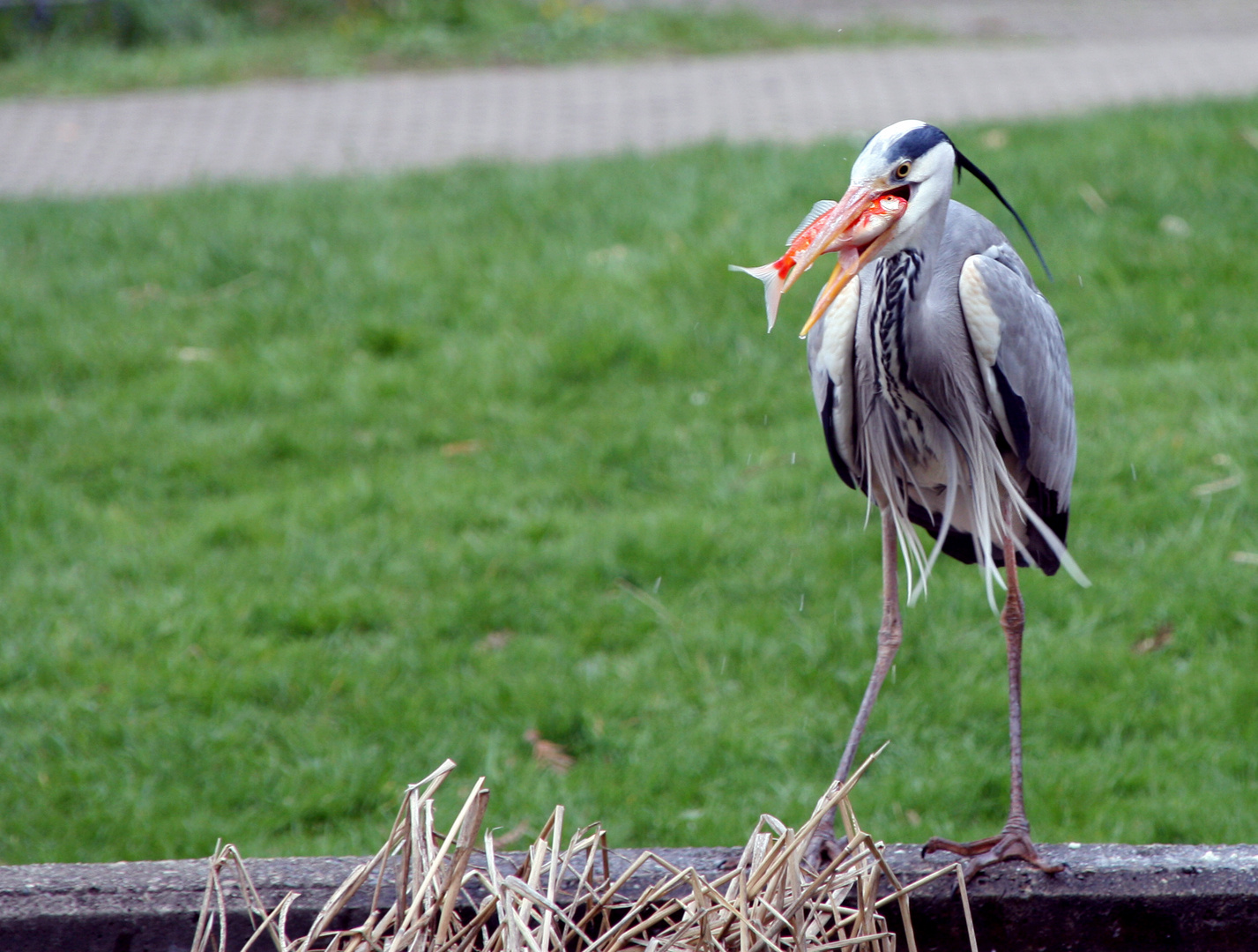 vorhin im Botanischen Garten