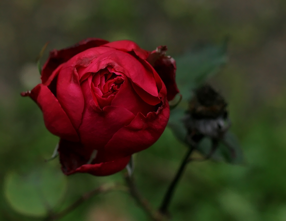 Vorhin im Donaukanal-Rosarium (2)