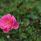 Vorhin im Donaukanal-Rosarium