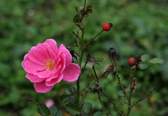 Vorhin im Donaukanal-Rosarium