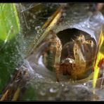 Vorhof zur INSEKTENHÖLLE