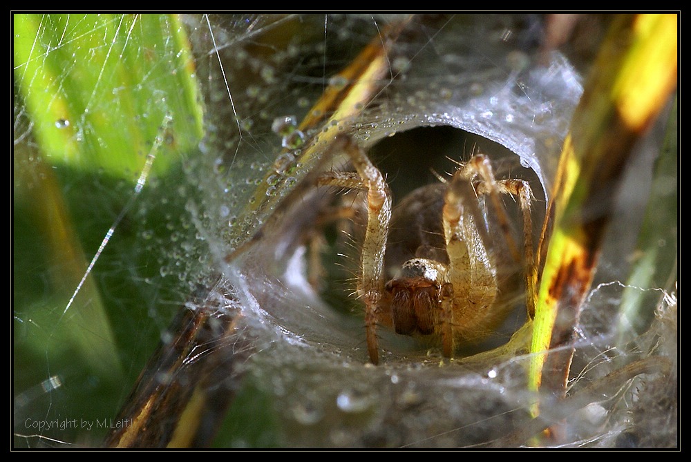 Vorhof zur INSEKTENHÖLLE