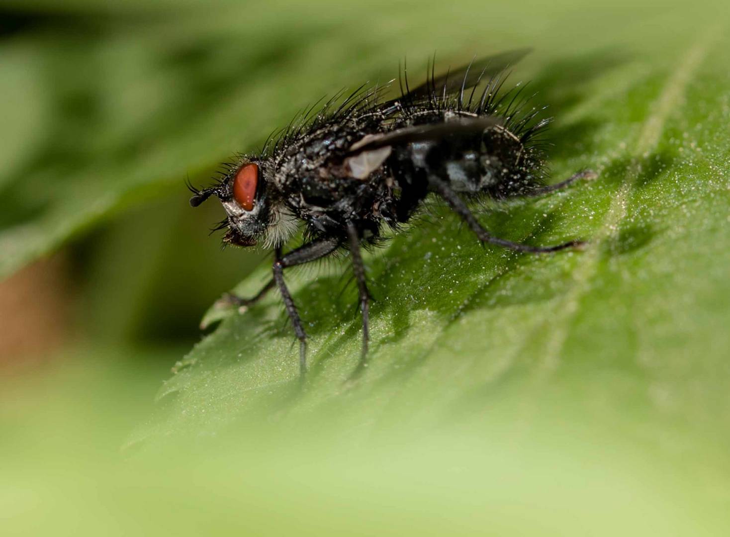 Voria Kynouria Fliege aus der Familie Tachinidae